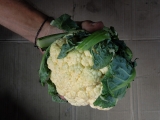 one cauliflower